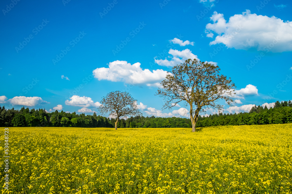 Yellow field