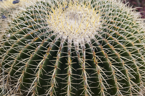 Closeup of a cactus