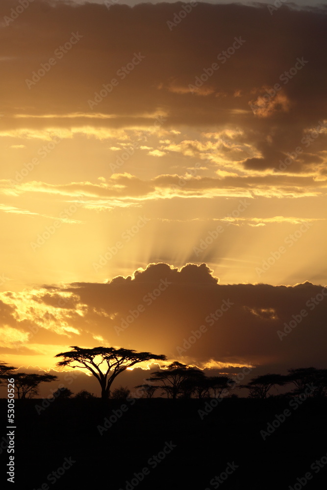 Fototapeta premium Afrykański zachód słońca z akacją