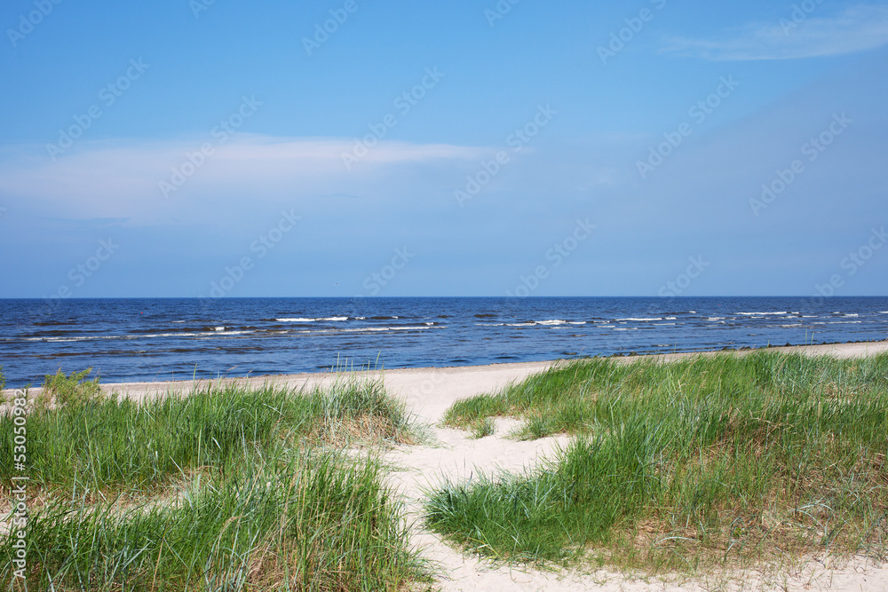 Grass at Baltic sea.