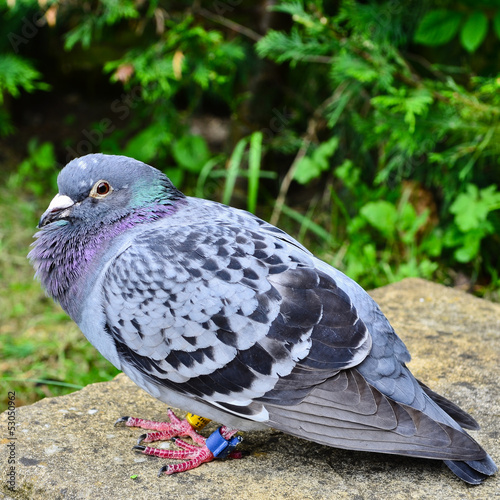 A homing racing pigeon, Columbidae