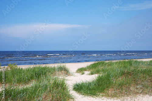 Grass at Baltic sea.
