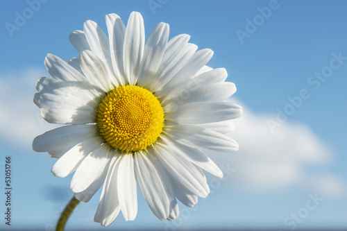 Closeup Marguerite