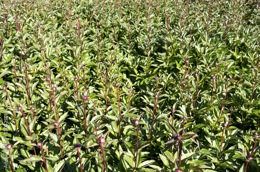 Peonies in button at the nursery. Peonies in button at the nursery.