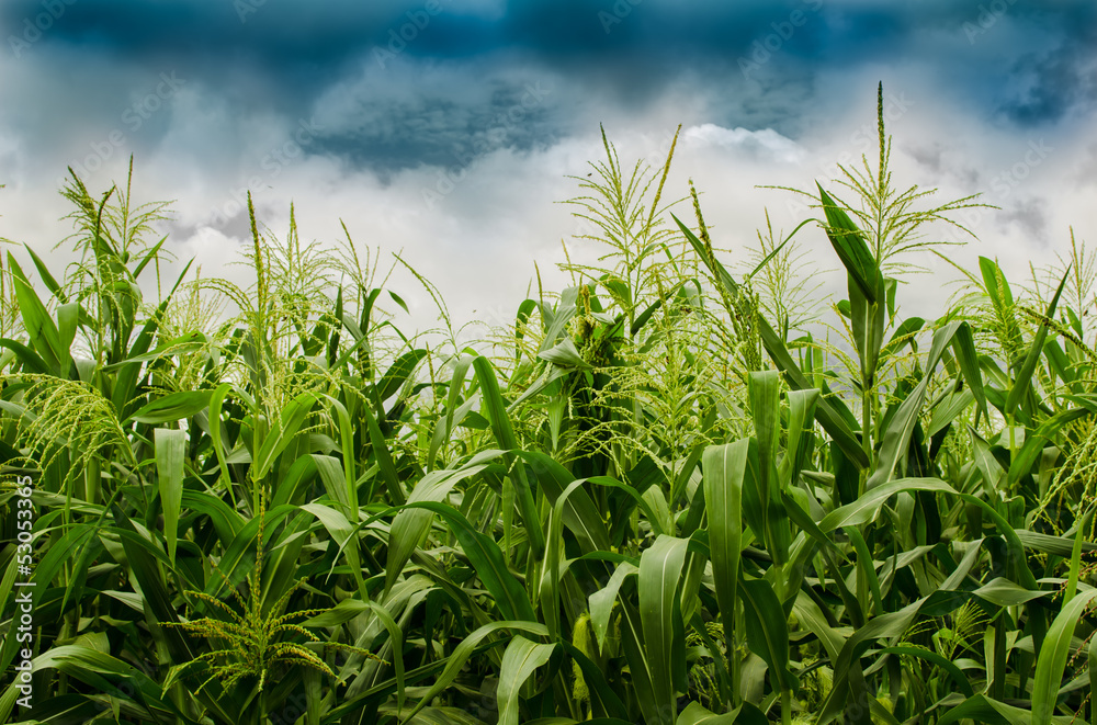 Stormy Corn Field . Stormy Corn Field .