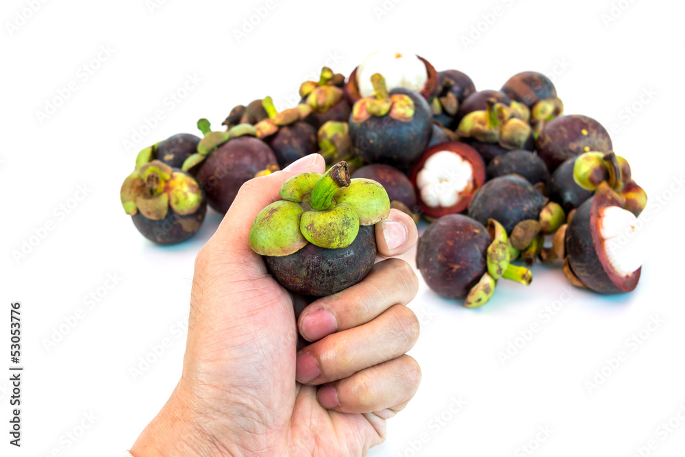 Mangosteen in hand isolated on whith background Mangosteen in hand isolated on whith background