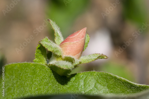 Photography Fleur de cognassier