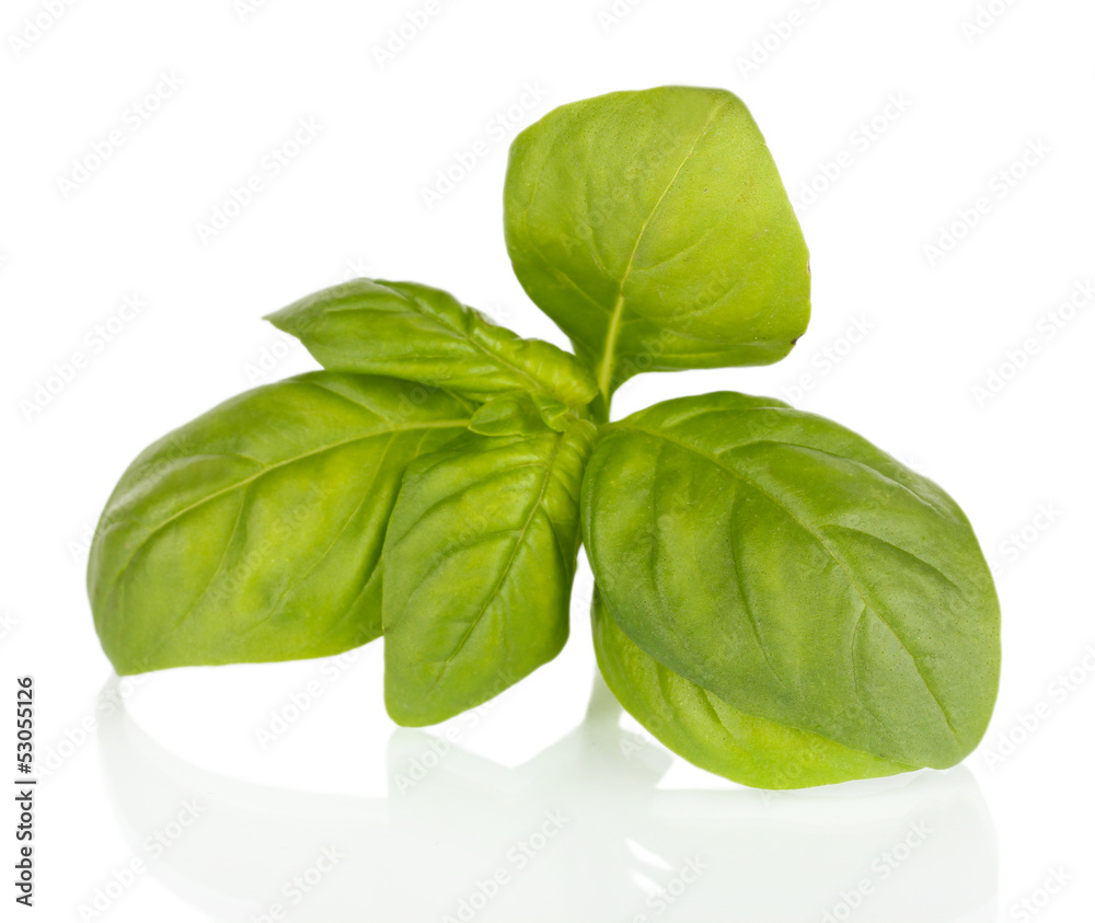 Fototapeta premium Green fresh basil isolated on white