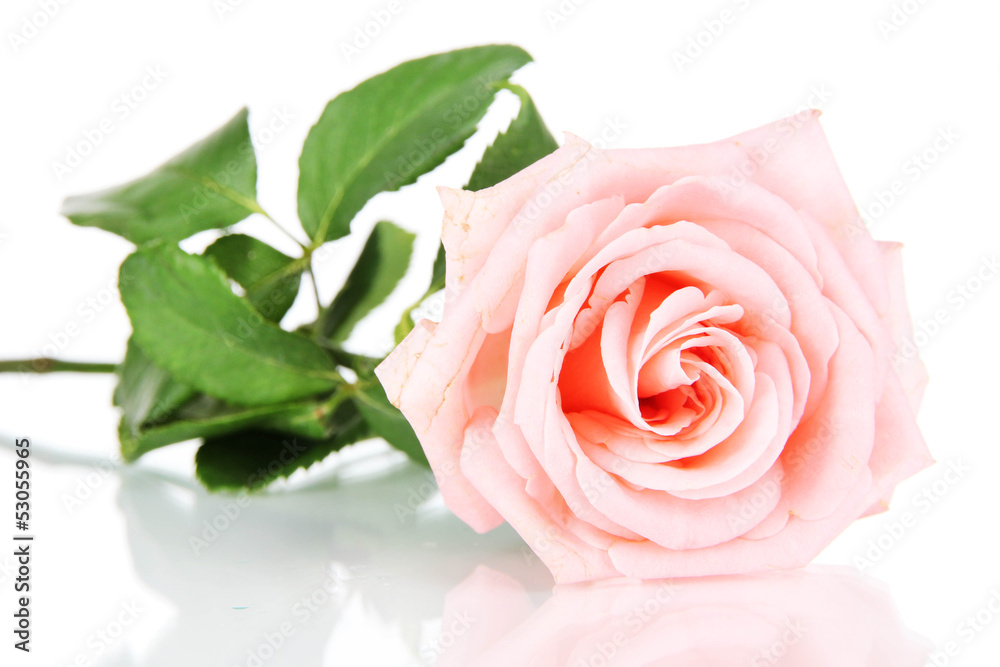 Fototapeta premium Beautiful rose isolated on white