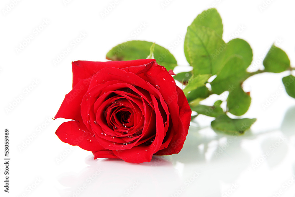 Beautiful rose isolated on white Beautiful rose isolated on white