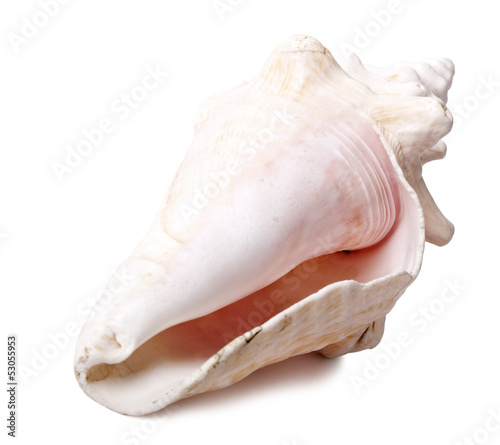 Conch Shell - Backside Diagonal