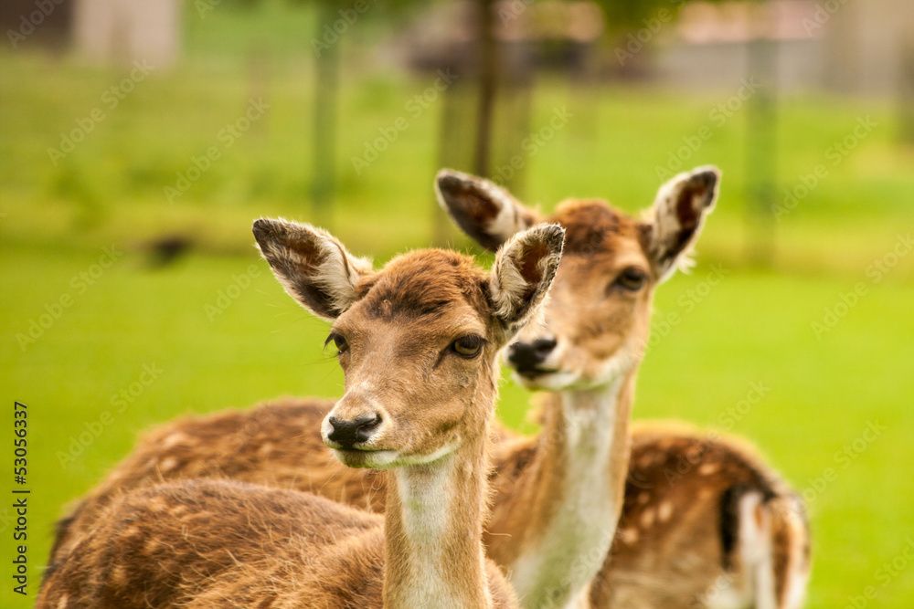 fawn in the meadow