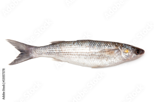 Grey Mullet fish