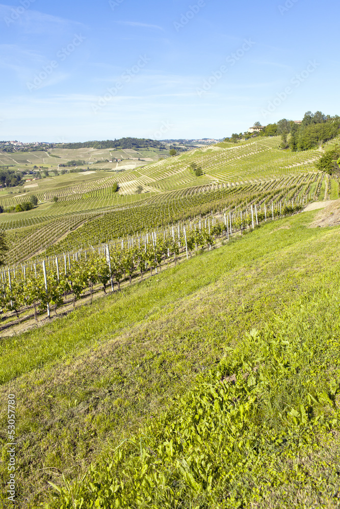 Monferrato early vineyard in springtime color image