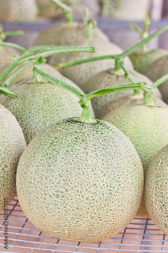 Harvested Japanese melons ready for packing