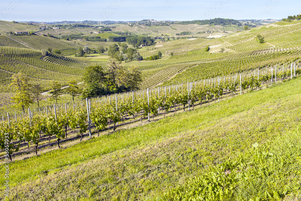 Monferrato early vineyard in springtime color image