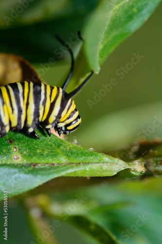 Larva matura di farfalla Monarca - Danaus plexippus
