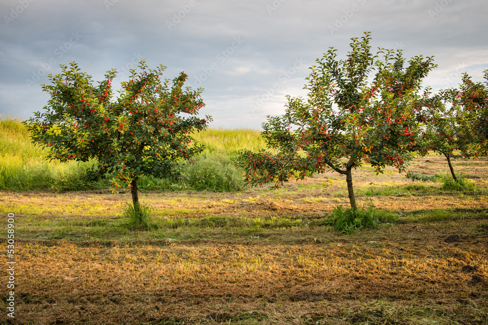cherries on orchard tree