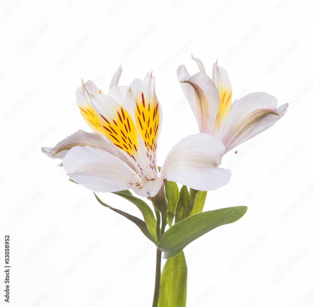 Fototapeta premium Alstroemeria flowers