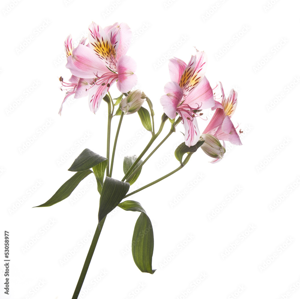 Naklejka premium Alstroemeria flowers