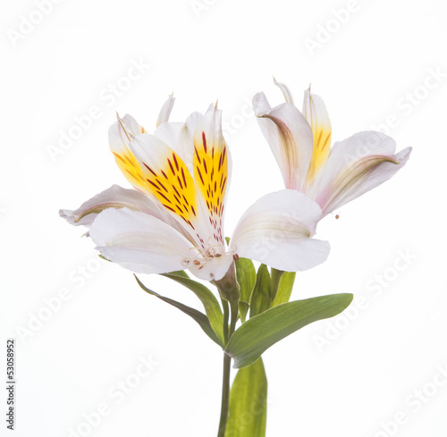  Alstroemeria flowers