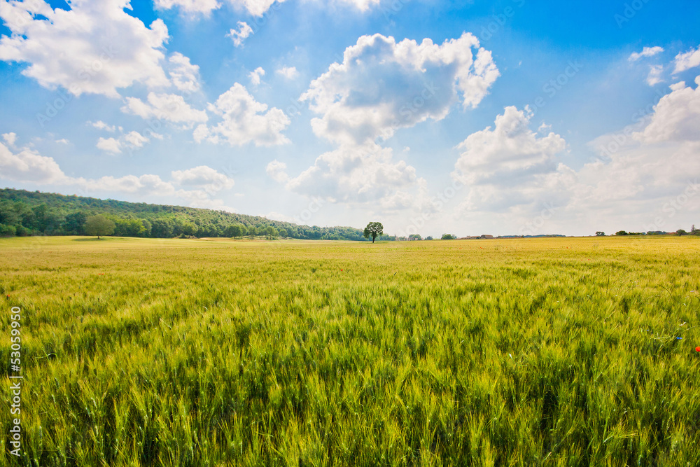 Beautiful landscape with cornfield and trees in Tuscany, Italy Beautiful landscape with cornfield and trees in Tuscany, Italy