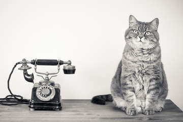Vintage telephone and cat sitting on table sepia photo