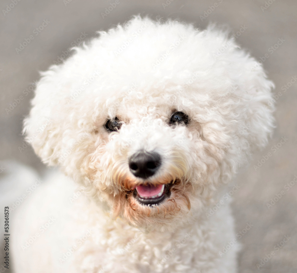 Bichon frise portrait