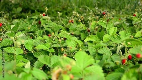 strawberry field closeup, dolly shoot