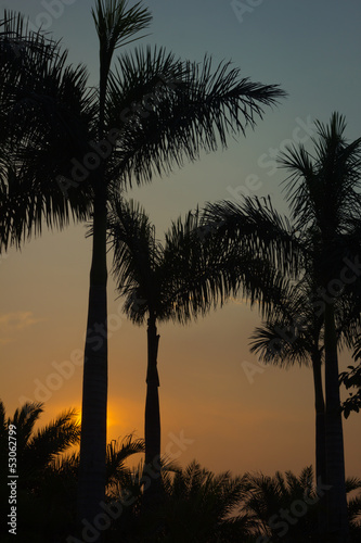 Silhouette Landscape