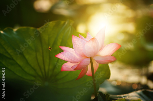 lotus flower blossom in the sunrise
