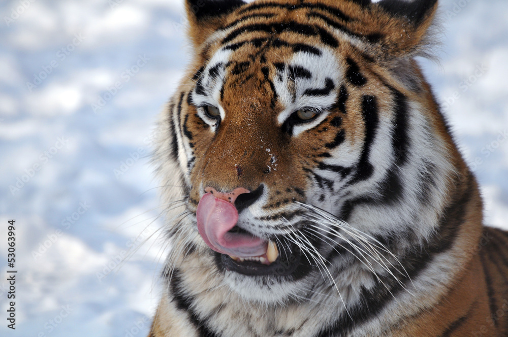 Sibirischer Tiger Sibirischer Tiger