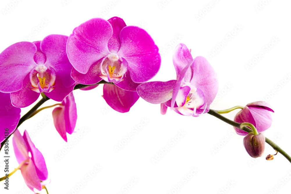 Fototapeta premium orchidea
