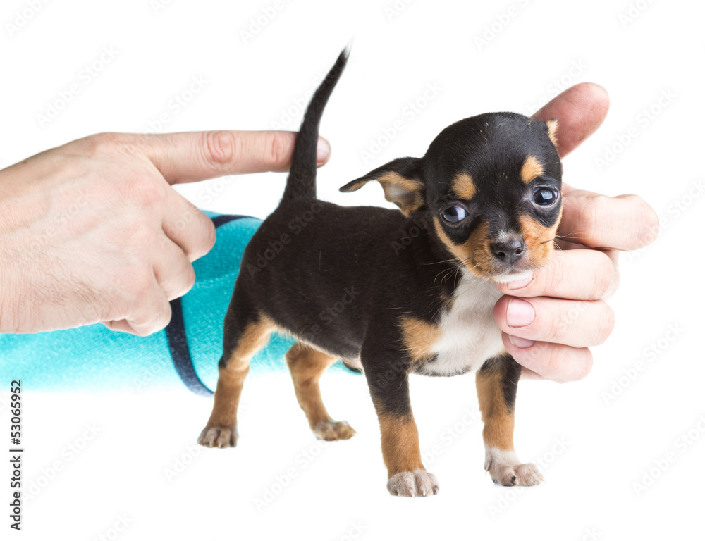 short haired chihuahua puppy in front of a white background short haired chihuahua puppy in front of a white background