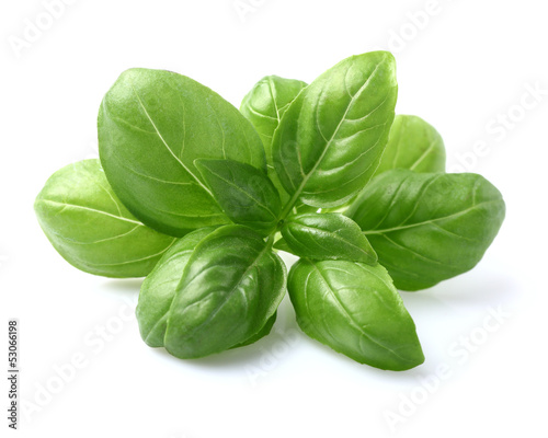 Photographie Basil leaves in closeup