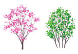 Spring and summer trees