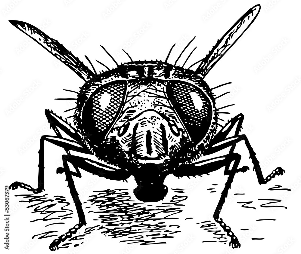 Obraz premium Fly's head close-up
