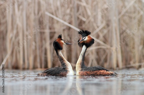 Great Crested Grebe Podiceps cristatus making love