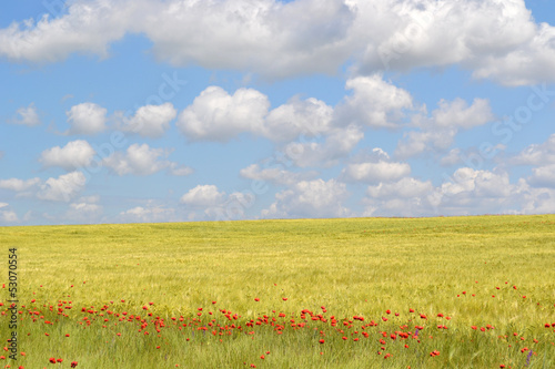 Poppies flowers field blue sky with clouds © andrey7777777