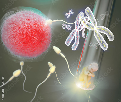 Canvas Print Fertilización,  clonación humana,  cromosoma x