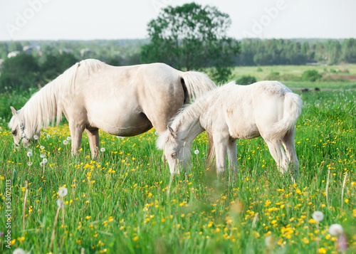 little foal of welsh pony with mom  in the grassland