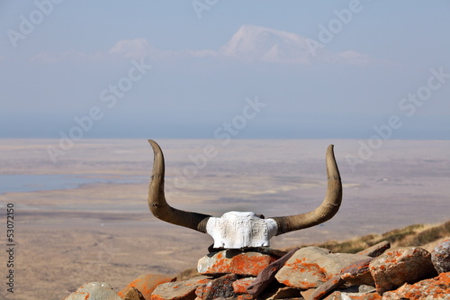 Yak skull decorated with Buddhist mantras in Tibet