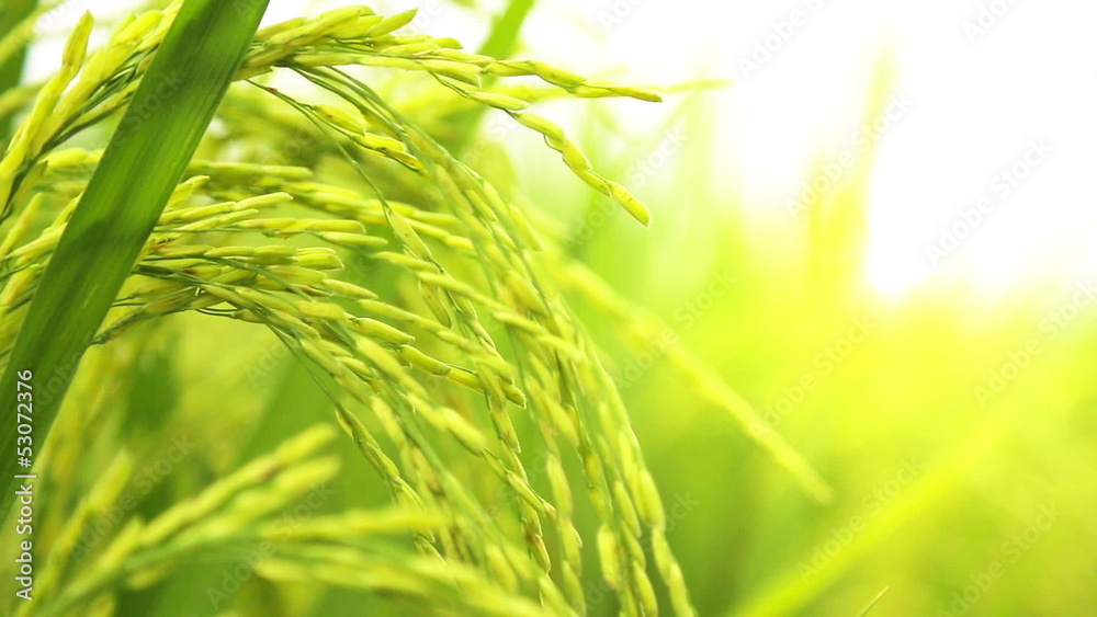 Close up of Rice Stalk