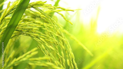 Close up of Rice Stalk