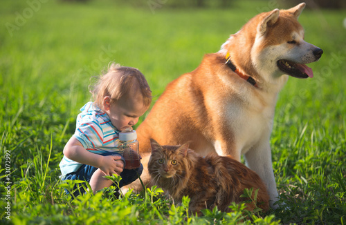 The boy, dog and cat on a glade
