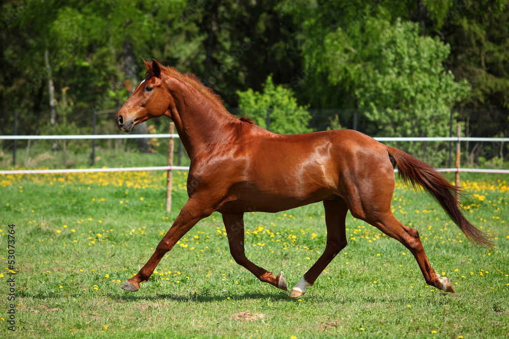 Fototapeta premium Young horse run in the summer meadow
