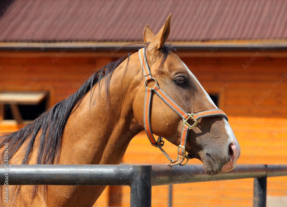 Fototapeta premium Polo pony