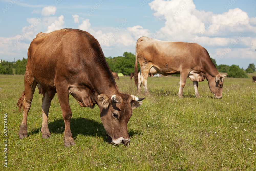 Cows walk through a meadow and eat grass Cows walk through a meadow and eat grass
