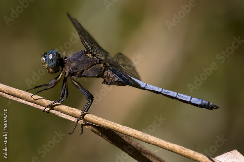 blue dragonfly brachytron pratense © lkpro