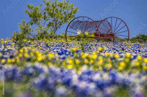 Obraz na plátně Antique farm equipment in a field of bluebonnets